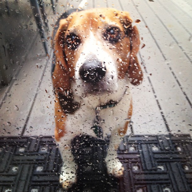When you demand to go out in the rain, you have to stay outside until you do your business.