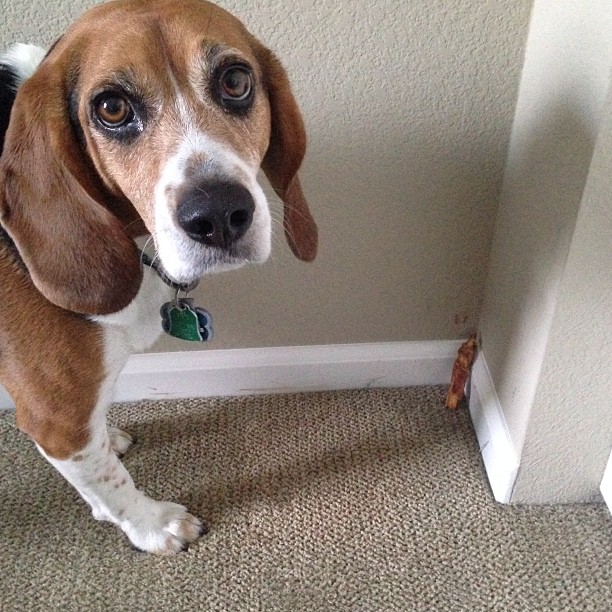 Jasper has been busy "burying" his treats all over the house, in preparation for winter. Because, you know, the food supply dwindles as it gets colder.