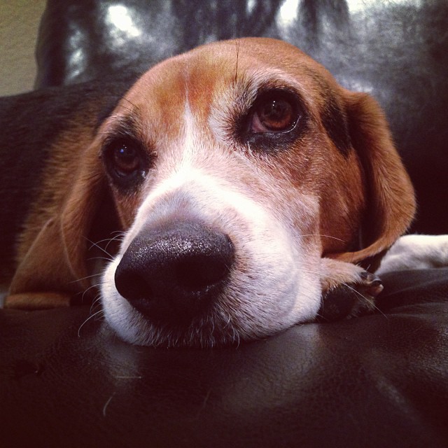 Jasper's not feeling well today. #sickpuppy