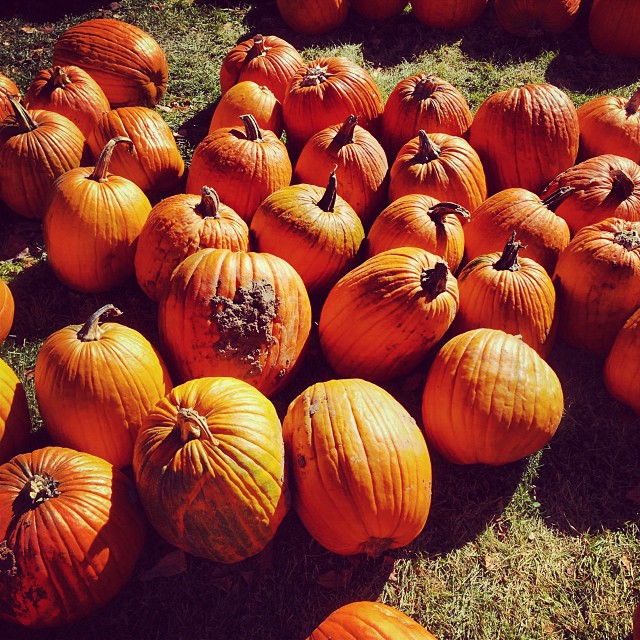 Pumpkins!