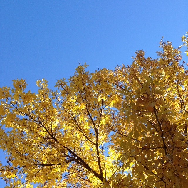 I love autumn.