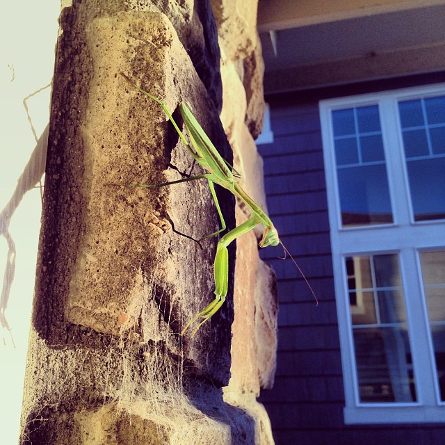 Big praying mantis on my front porch.