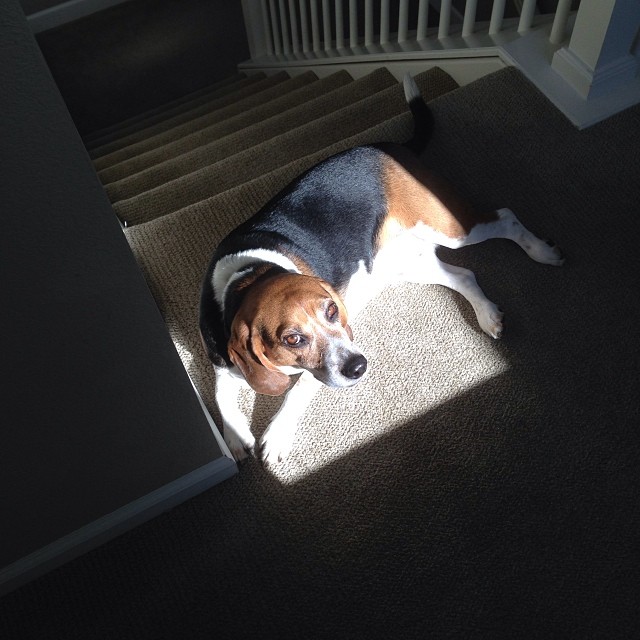 This dog seeks out the sun. I'm surprised he hasn't moved to Florida in his old age.