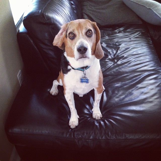 Usually this look means "I have been naughty but you won't find out!"