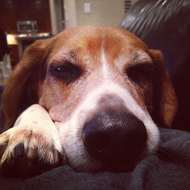 I'm too tired to take a picture!