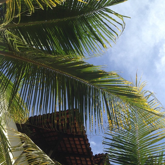 Mexico dreaming