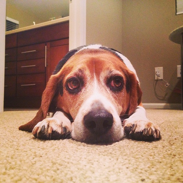 This guy is tired after a week away and a long day at day care.