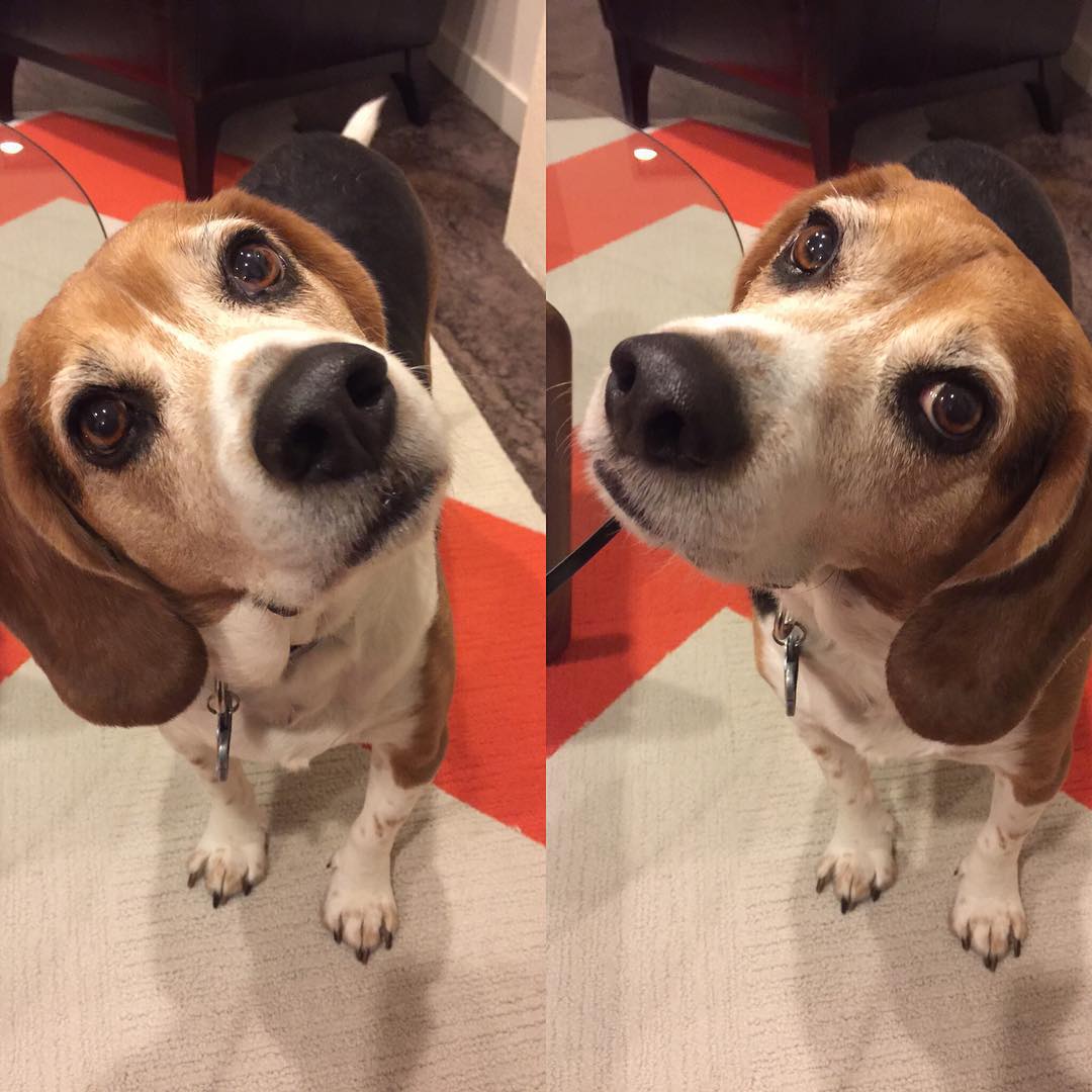When you ask Jasper if he wants to go for a walk...