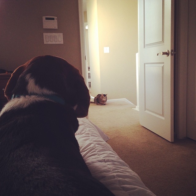 Jasper cautiously observes his new roommate from a distance.
