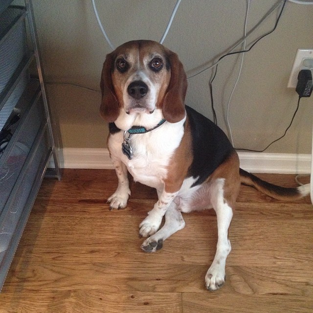 Only cats make this dog cower under tables.