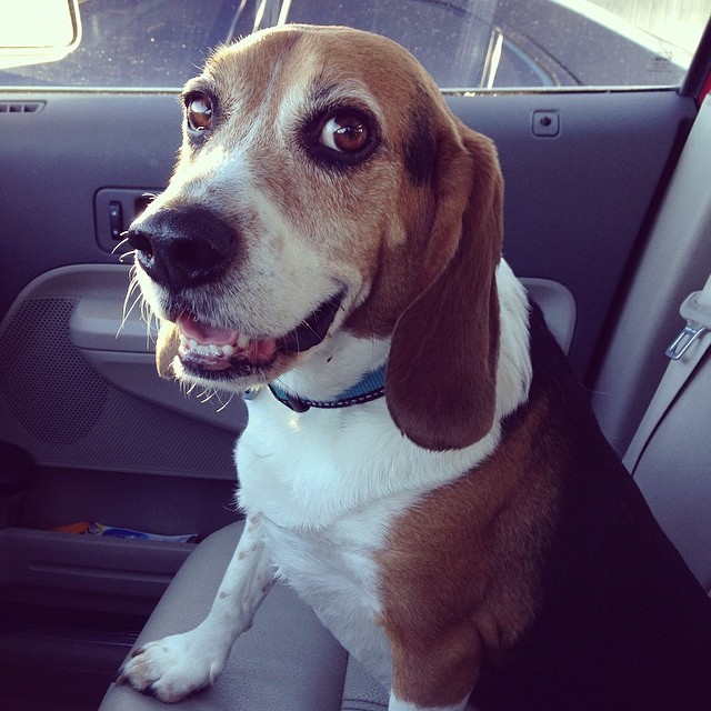 Picked up the beast from day care for my week with him. I miss him when he's not at home with me.