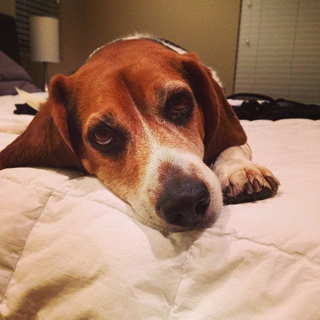 The look Jasper gives me when I pull out the suitcase.