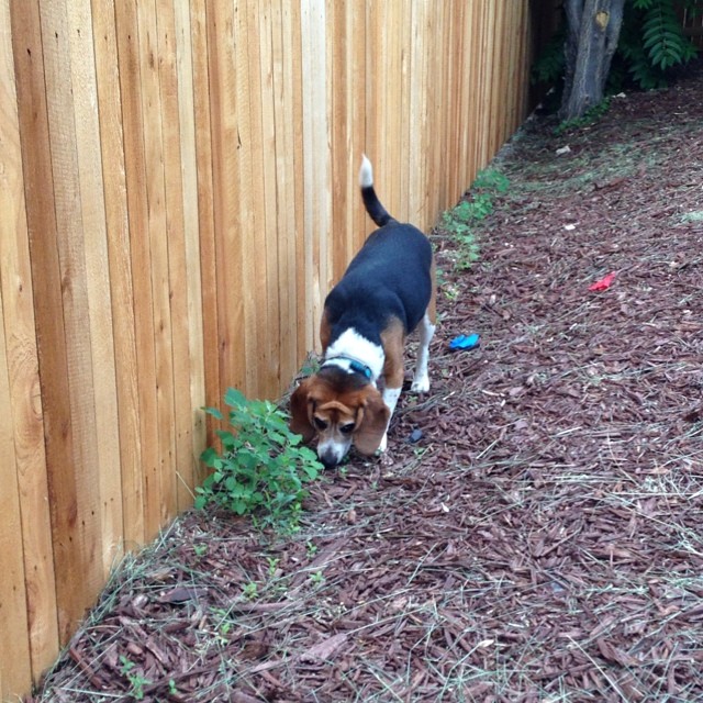 Jasper has spent the last 30 minutes exploring and smelling his new backyard and figuring out ways to escape.