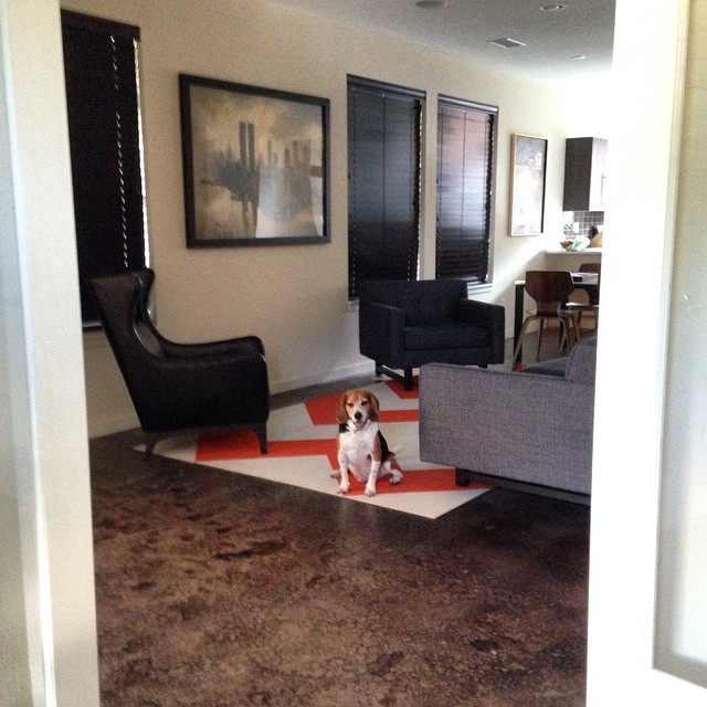 Dog on a rug.