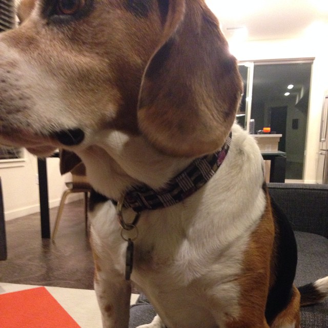 Jasper loved his new collar from tiebora.com. Thanks James!