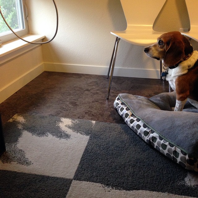 Jasper didn't like his bed against the window so he moved it yet still continues to look out the window.