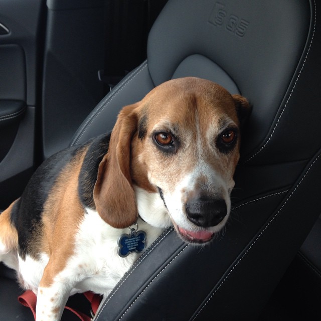 Now that I have an all-black interior, I'm considering trading Jasper in for a black lab. #haireverywhere
