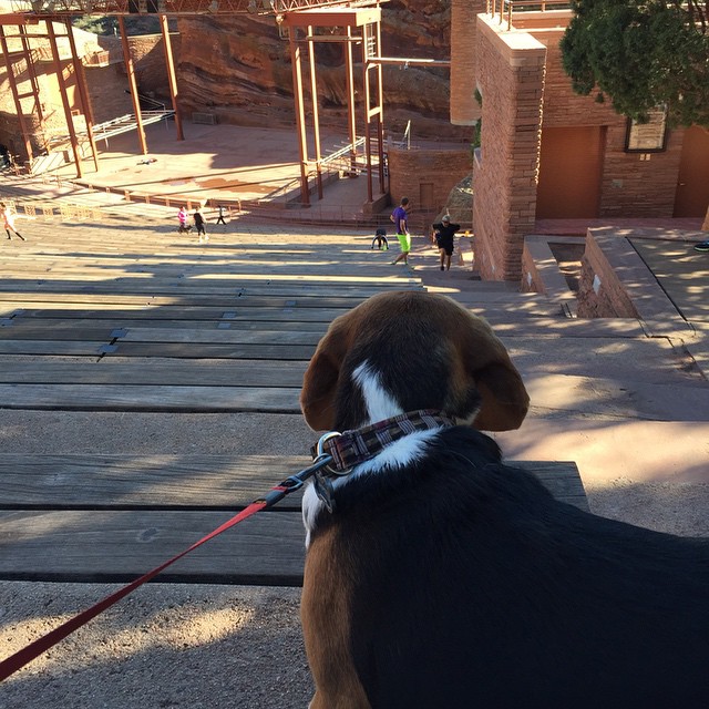 Jasper's first trip to Red Rocks.