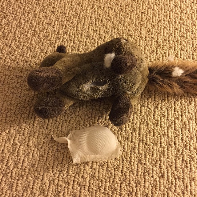 Pet store guarantees this line of plush toys to be chew free for 48 hours. I laughed and said they haven't met Jasper. Took him about 24 hours but only because he was preoccupied with other things.