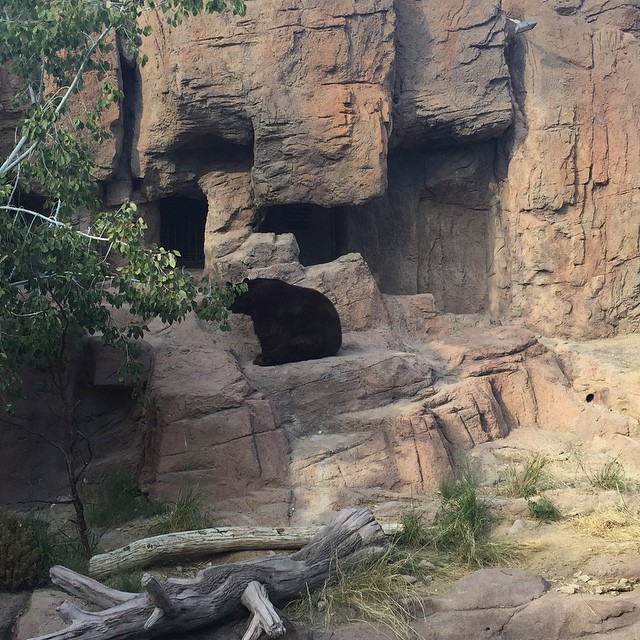 On our hike, we encountered a bear!
