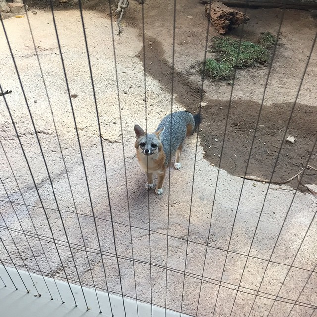 What does the fox say?