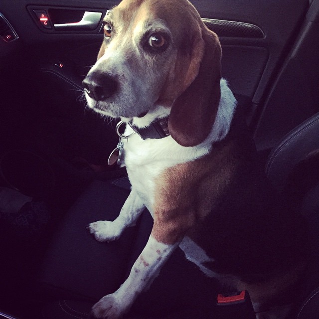 My copilot. I haven't seen this guy in 2 weeks and just picked him up from day care.