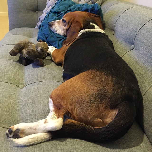 Dogs need pillows, too.
