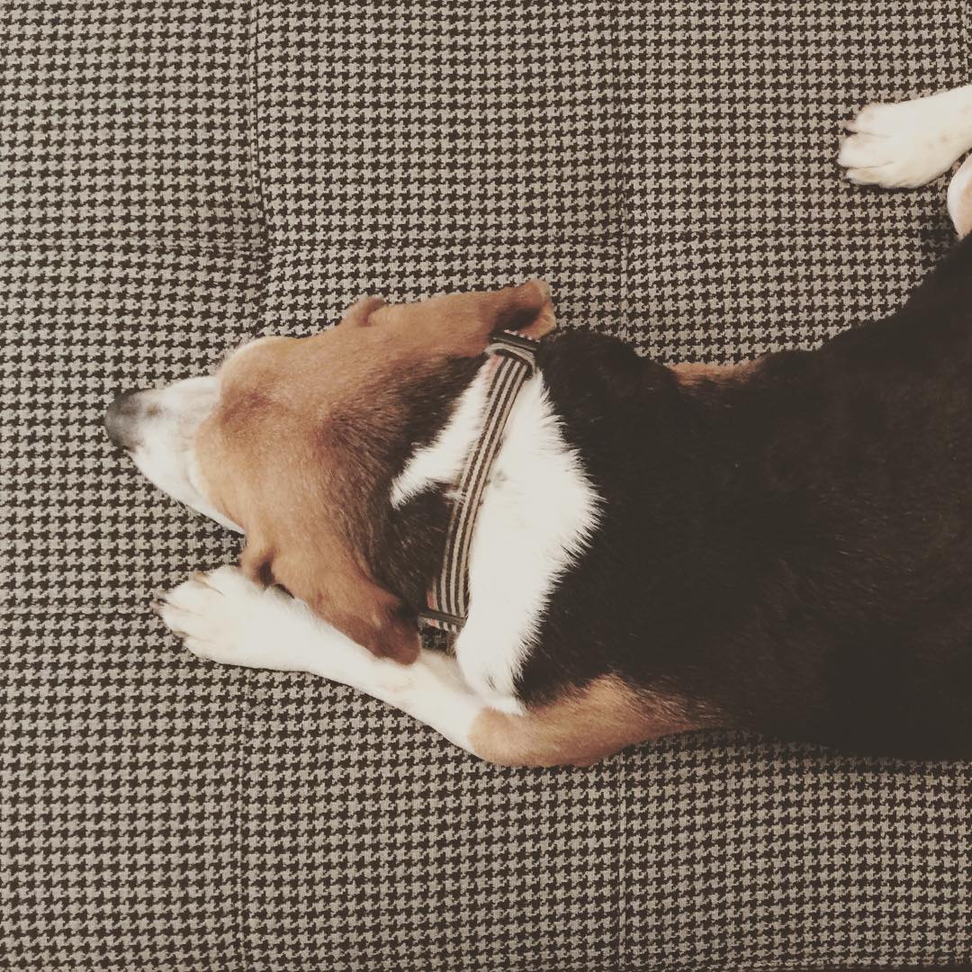 Jasper loves our new custom Ravella ottoman from @roomandboard.