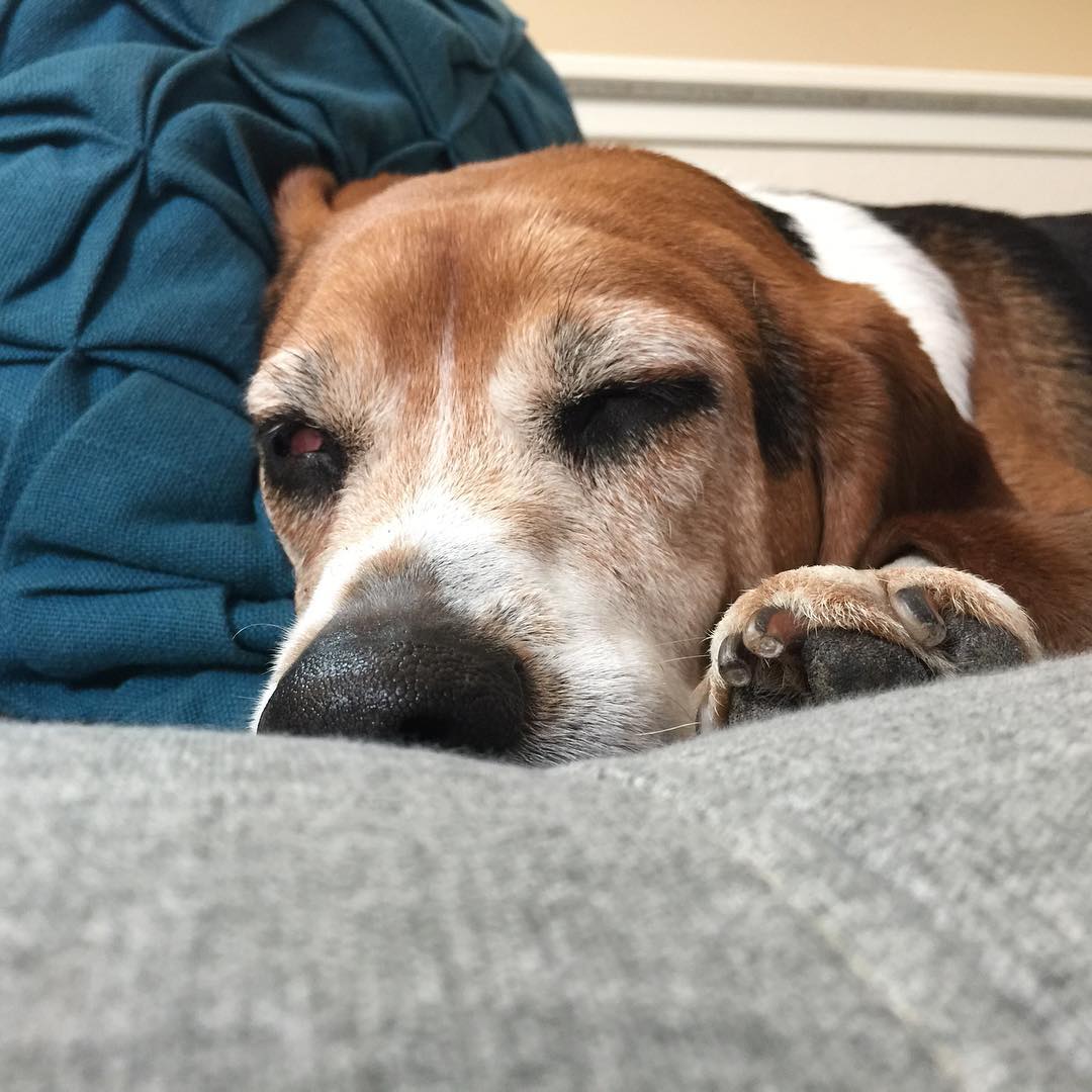 Picked this boy up from his vacation week at Aunt Jena's house. #exhausted #beagle