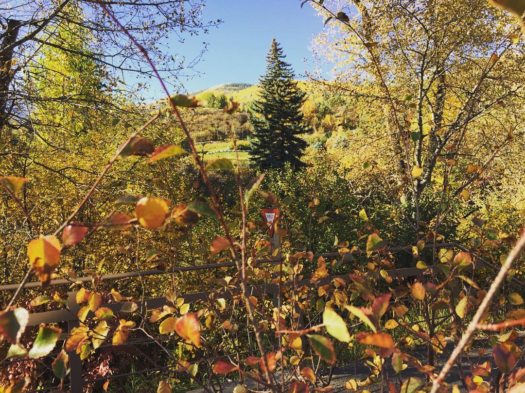 While I love #colorado in the fall, it can't compare to the Midwest's bright red and orange colors.