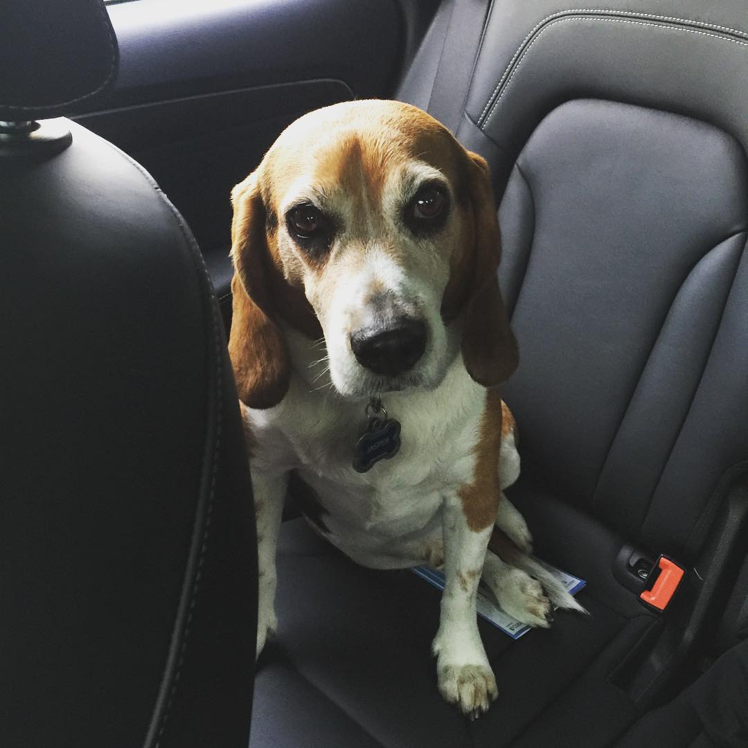 Someone isn't thrilled to be going to doggy day care.