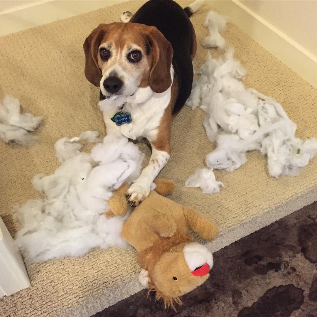 Jasper 1. Lion 0.