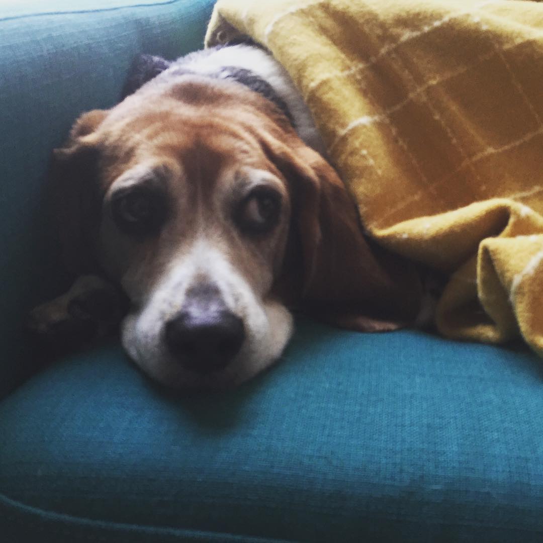 Jasper is not impressed with this snow.