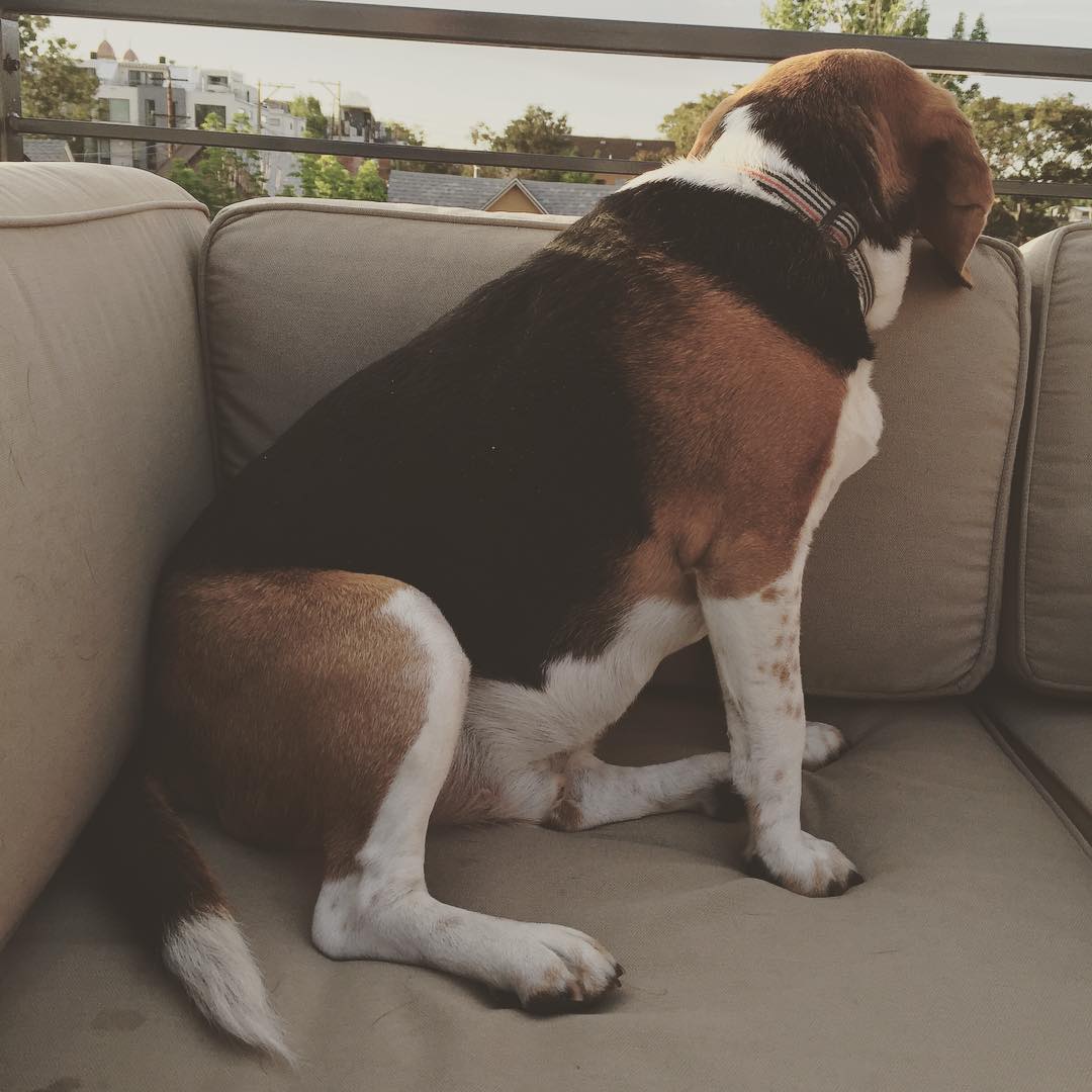 Jasper has assumed his summertime rooftop watch duties.