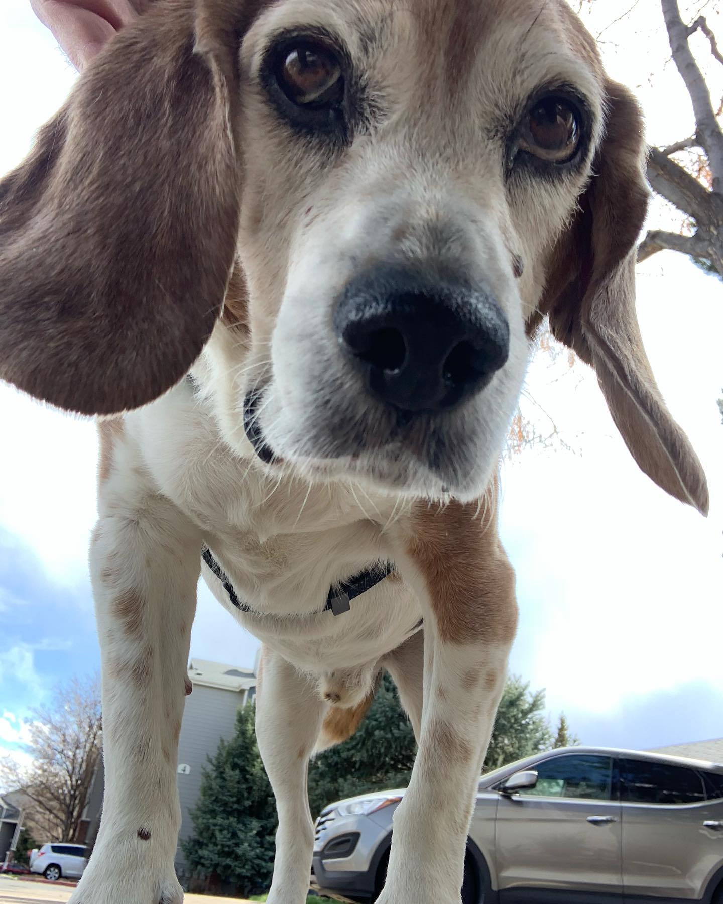 Jasper turned 12 today. Even though he doesn’t have too many days left, he seems to be having a good birthday.