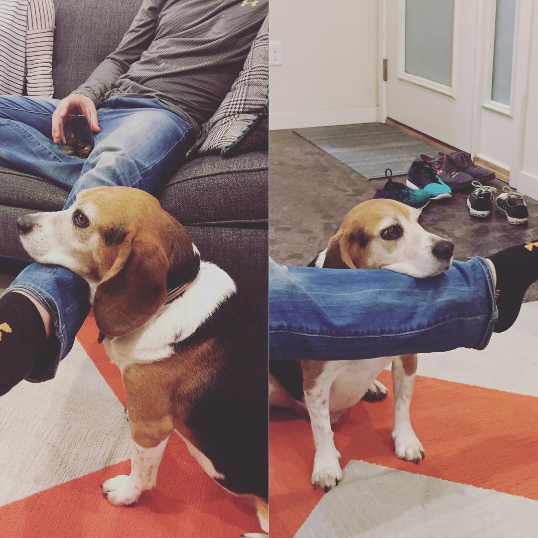 Lazy dog. Right photo by @braddalton. Left leg by @sethmcnew