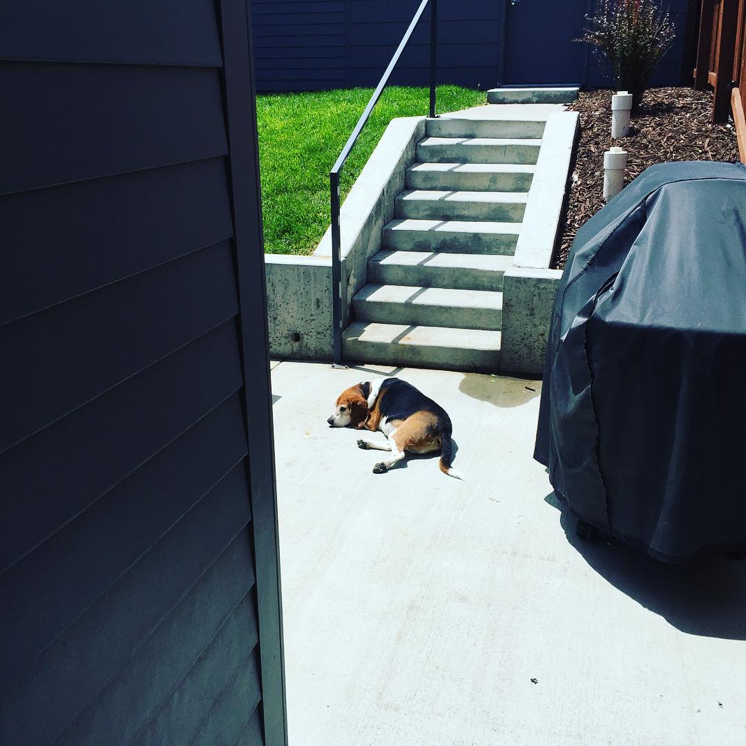 I'm all about the shade. My dog lives for the sun.