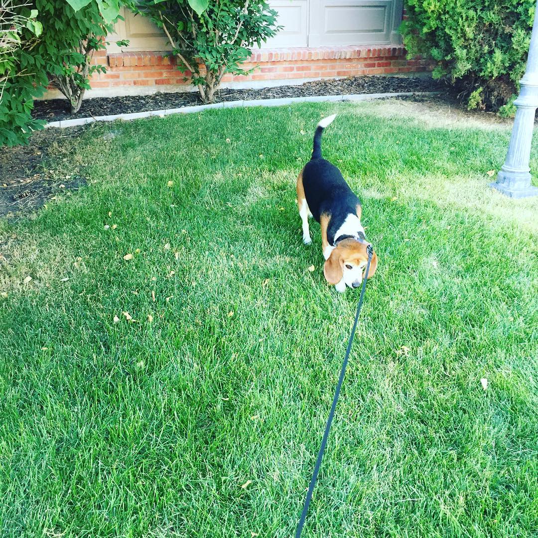Jasper is hunting for Pokemon hunters.