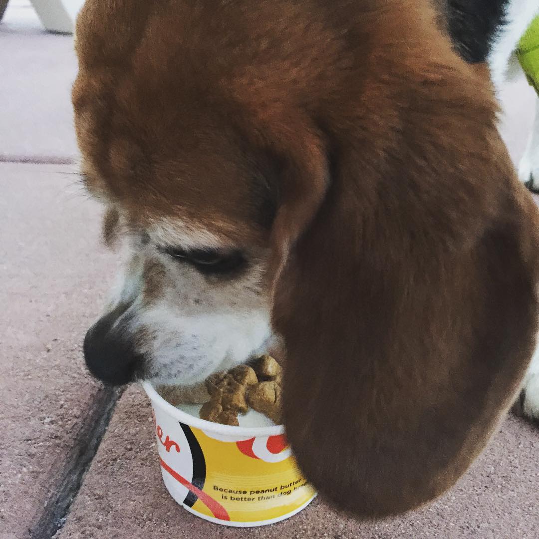 Tonight, Jasper had his first taste of both watermelon and ice cream, two of the family businesses!