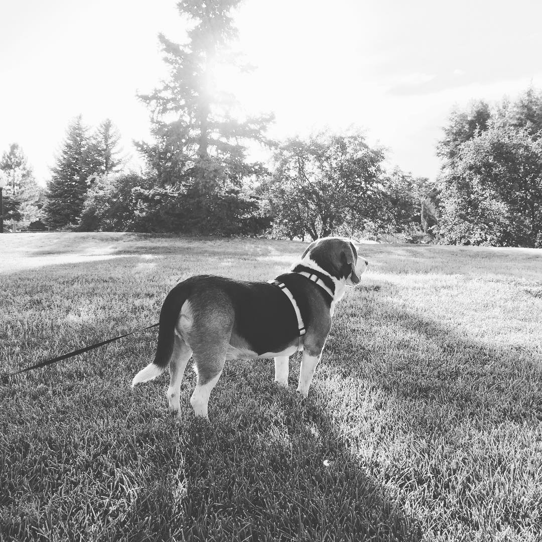 There are Pokemon hunters over there. Let me at them!!