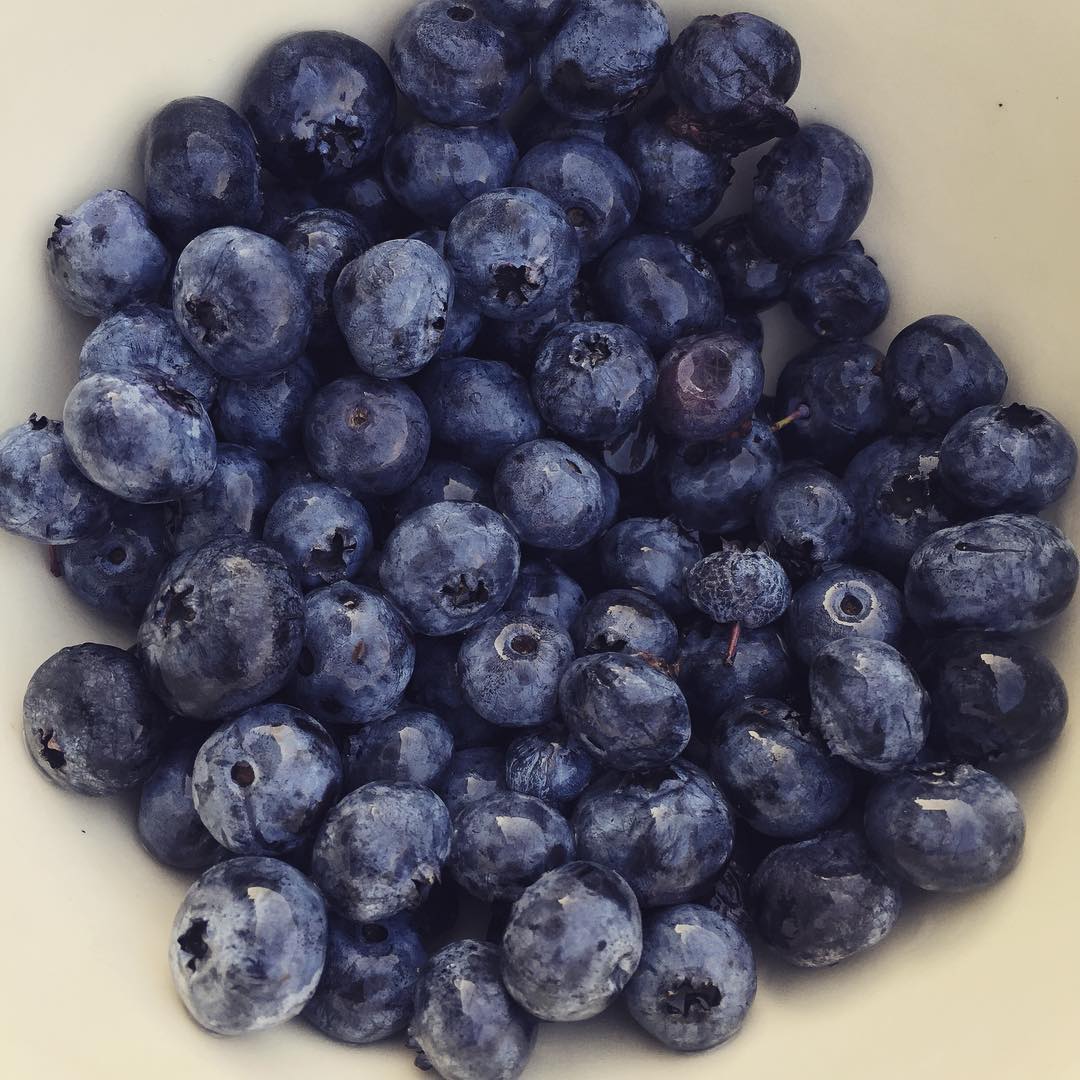 My happy place. #puremichigan #blueberries