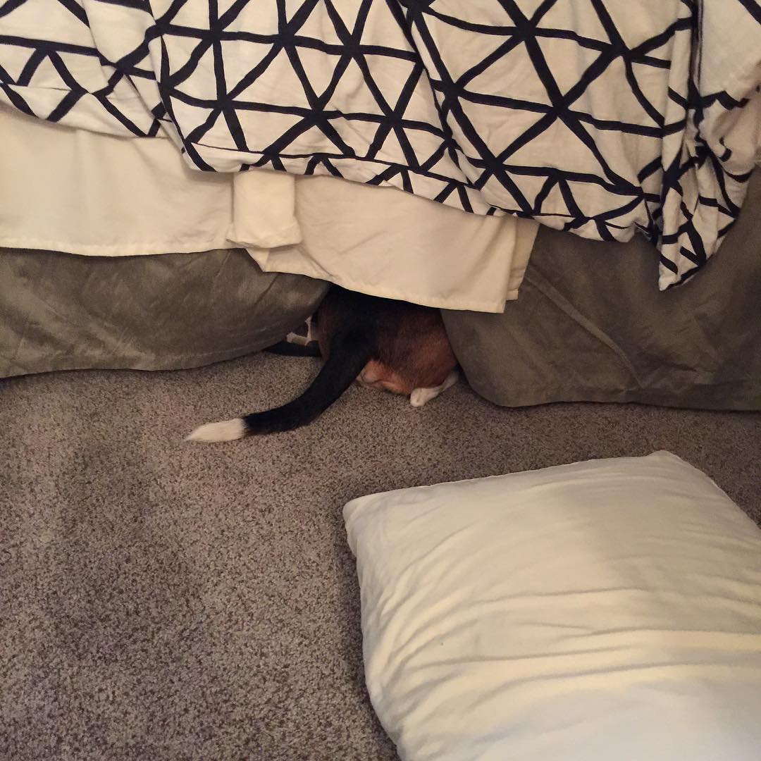 Jasper hasn't adjusted to the new house and has been nesting under the bed, something he's never done.