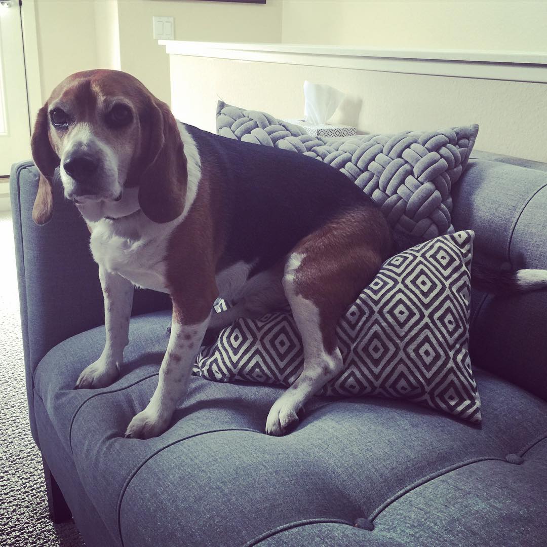 Because dogs need pillows, too.