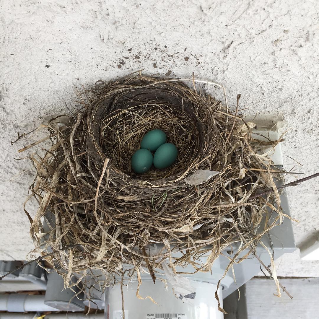 Signs of spring. No filter because the color of the eggs is incredible.