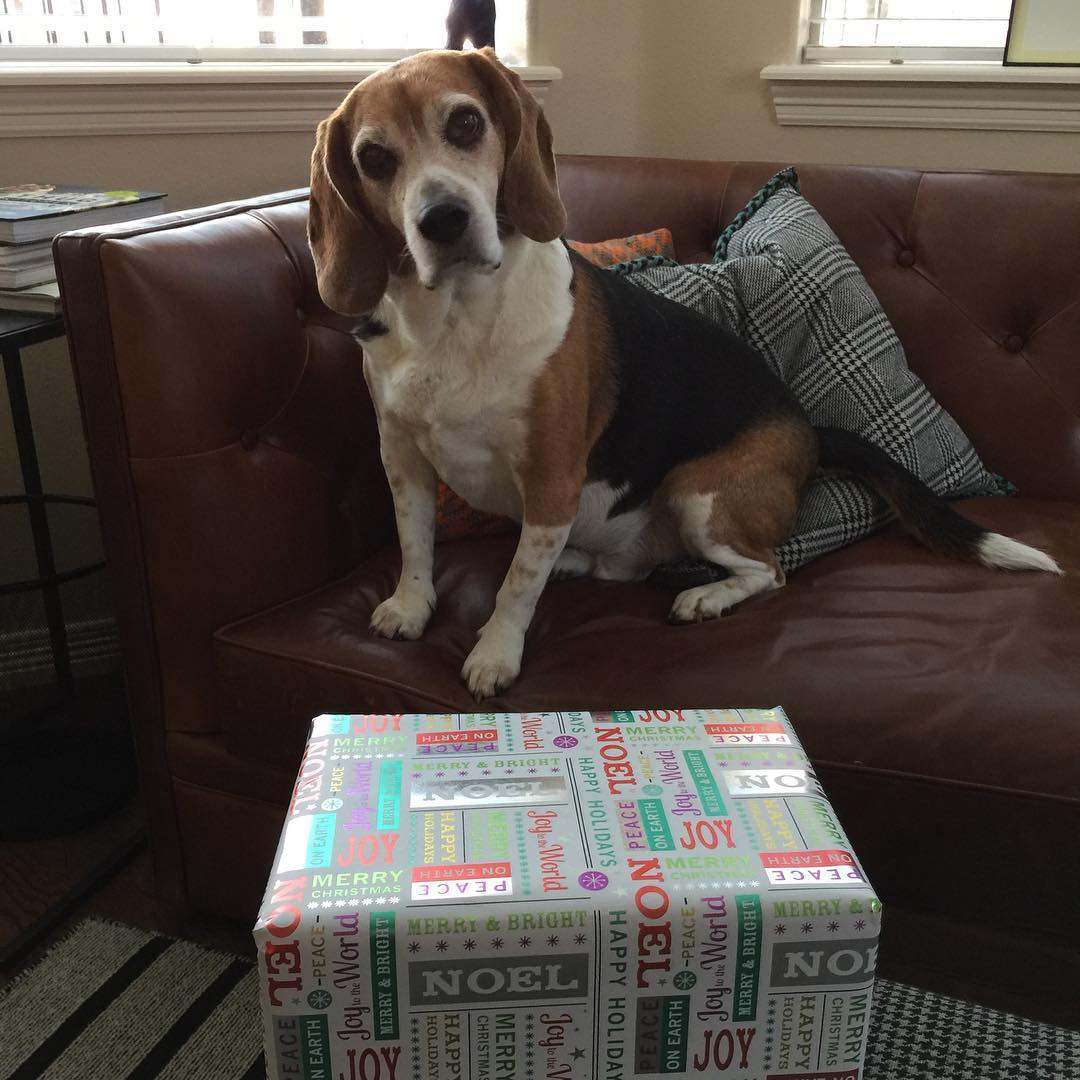 "Oh, you mean that thing under the tree that I wanted to rip apart all week long is actually mine?!?"