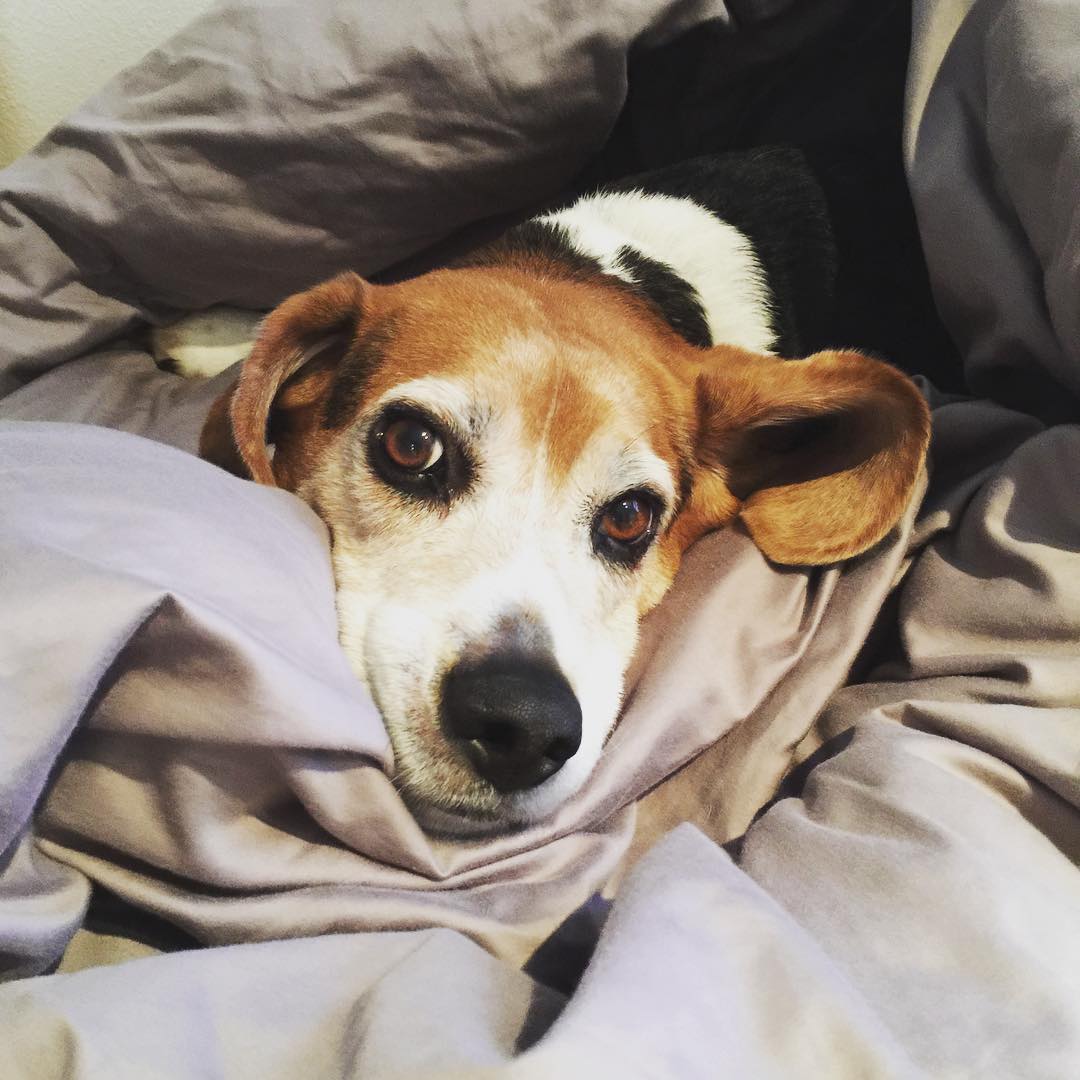 Still in bed at noon. Slacker!