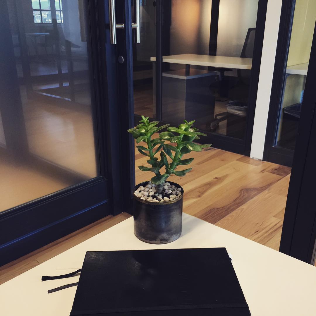 My new plant from @brittanylynnbell brightens up my new office! I named him Barney.