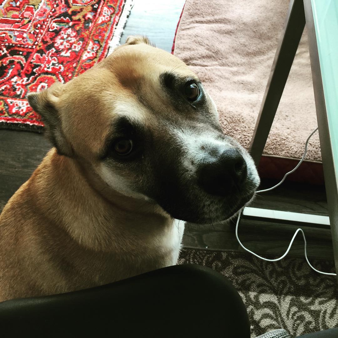 "Why are you petting that computer when you could be petting me?" - Nika