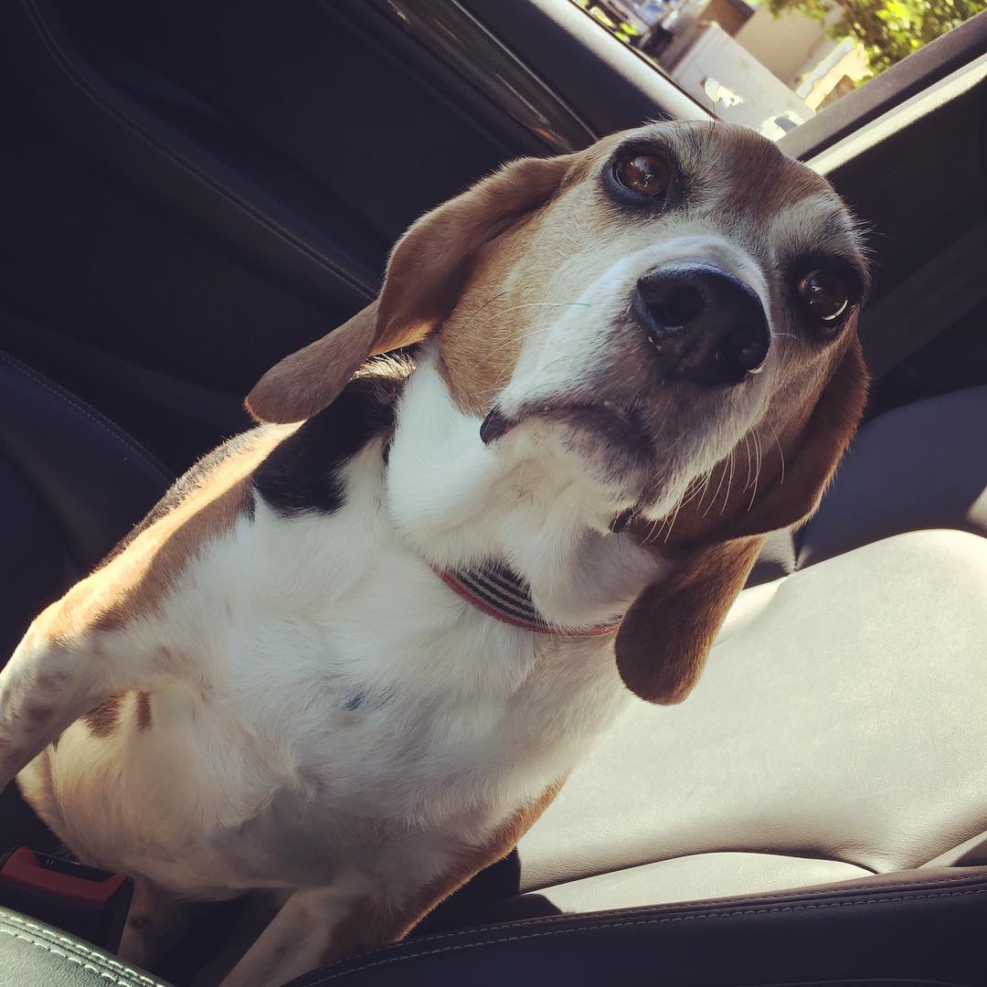 Dog is my co-pilot. #dogsofinsta #beagle