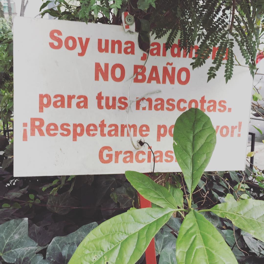 🇲🇽Soy una jardinera. NO BAÑO para tus mascotas. ¡Respetame por favor! Gracias. / 🇺🇸I am a garden. No bathroom for your pets. Respect me, please! Thank you. #40